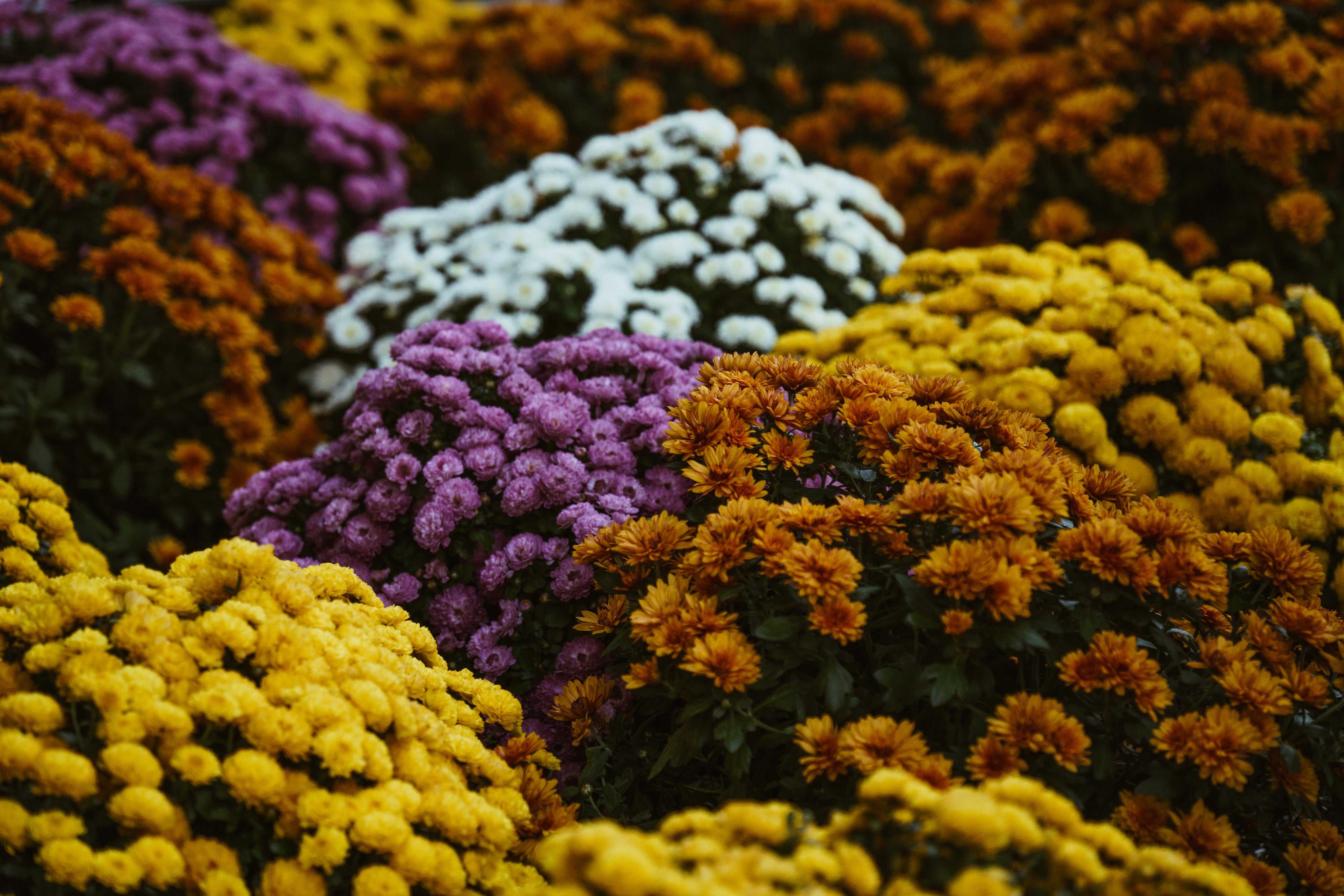 autumn-flowers-in-bloom.jpg